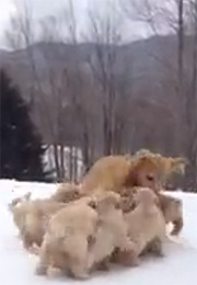 Mama playing with her pups.